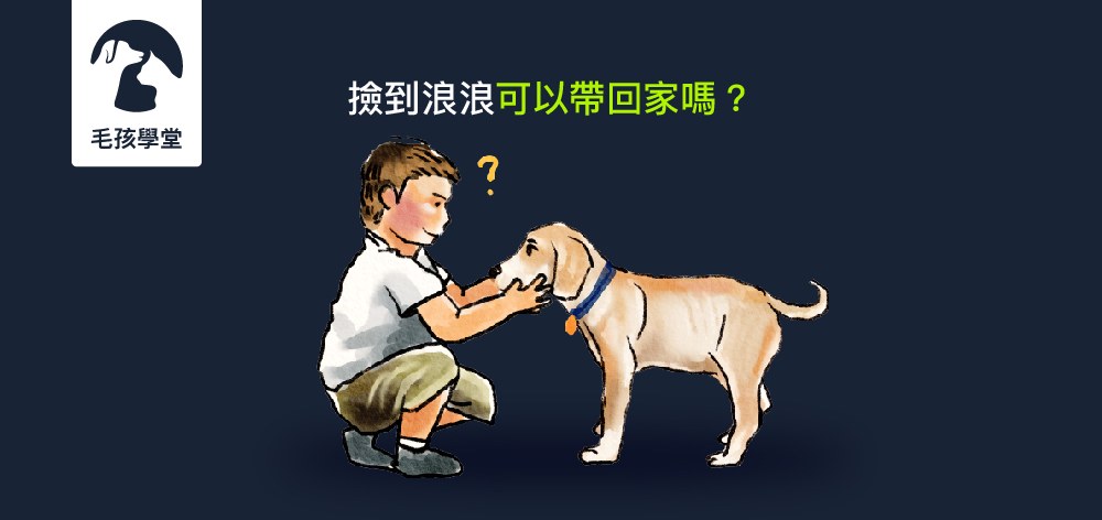 撿到浪浪可以帶回家嗎？飼主又該如何預防貓狗走失衍伸的法律問題？讓律師告訴你